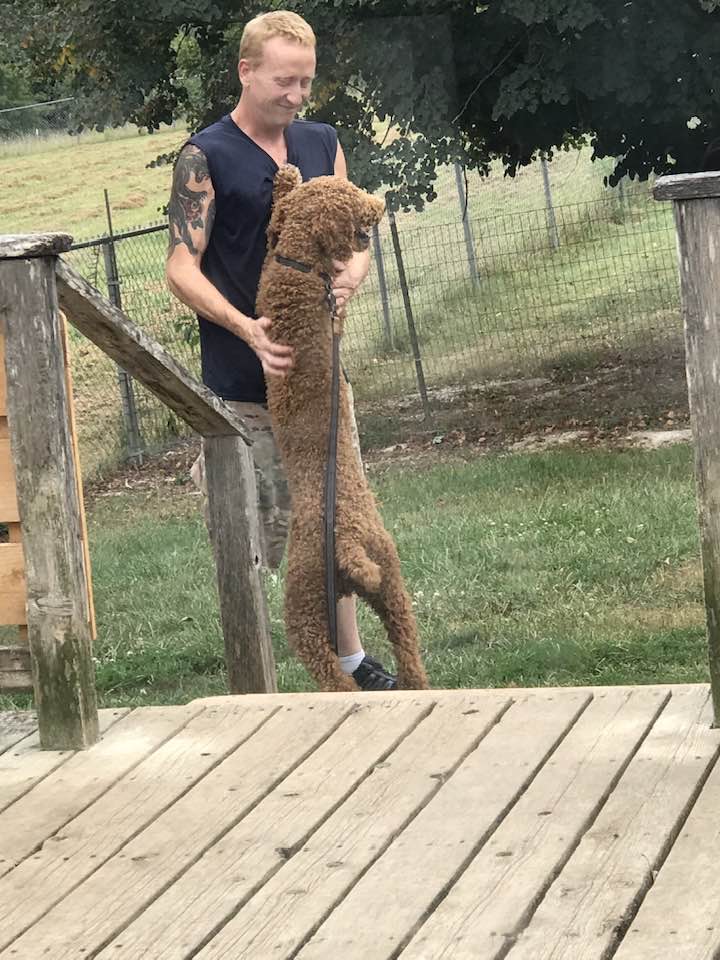 Dog for adoption Jax, a Standard Poodle in Moscow Mills, MO Petfinder