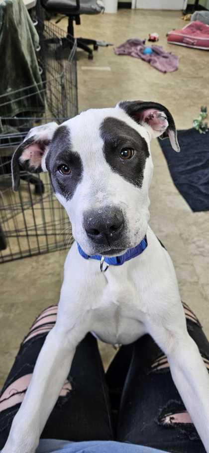 Enlarge Zephyr, a Adoptable mixed breed in Chicago, IL image 1/2
