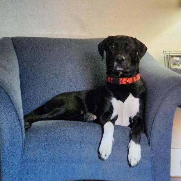 Brocc, Adoptable, Adult Male Black Labrador Retriever.