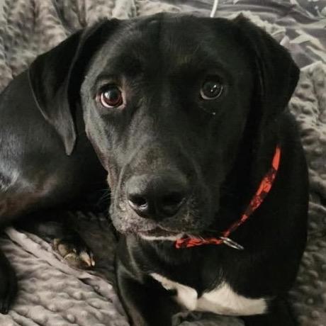 Enlarge Brocc, a Adoptable Black Labrador Retriever in Kokomo, IN image 2/3
