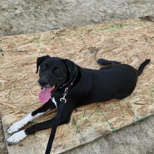 Enlarge Brocc, a Adoptable Black Labrador Retriever in Kokomo, IN image 3/3