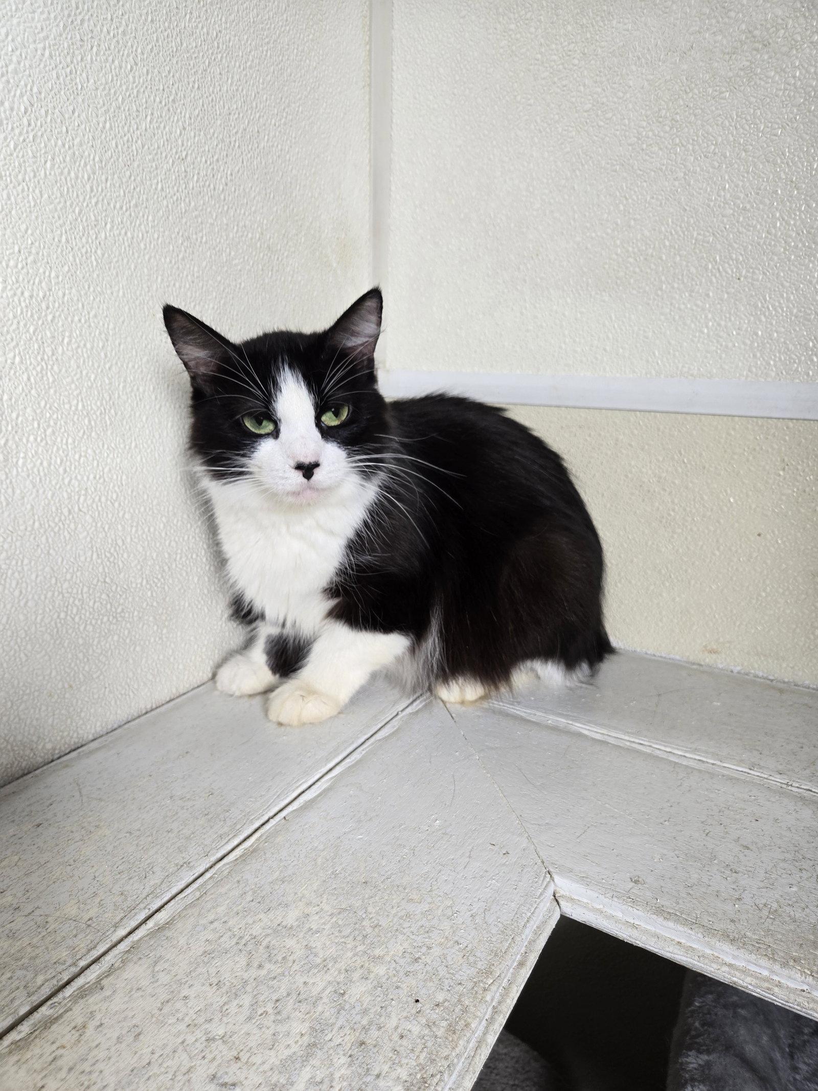 Enlarge Jenna, a Adoptable Domestic Medium Hair in Maquoketa, IA image 1/1