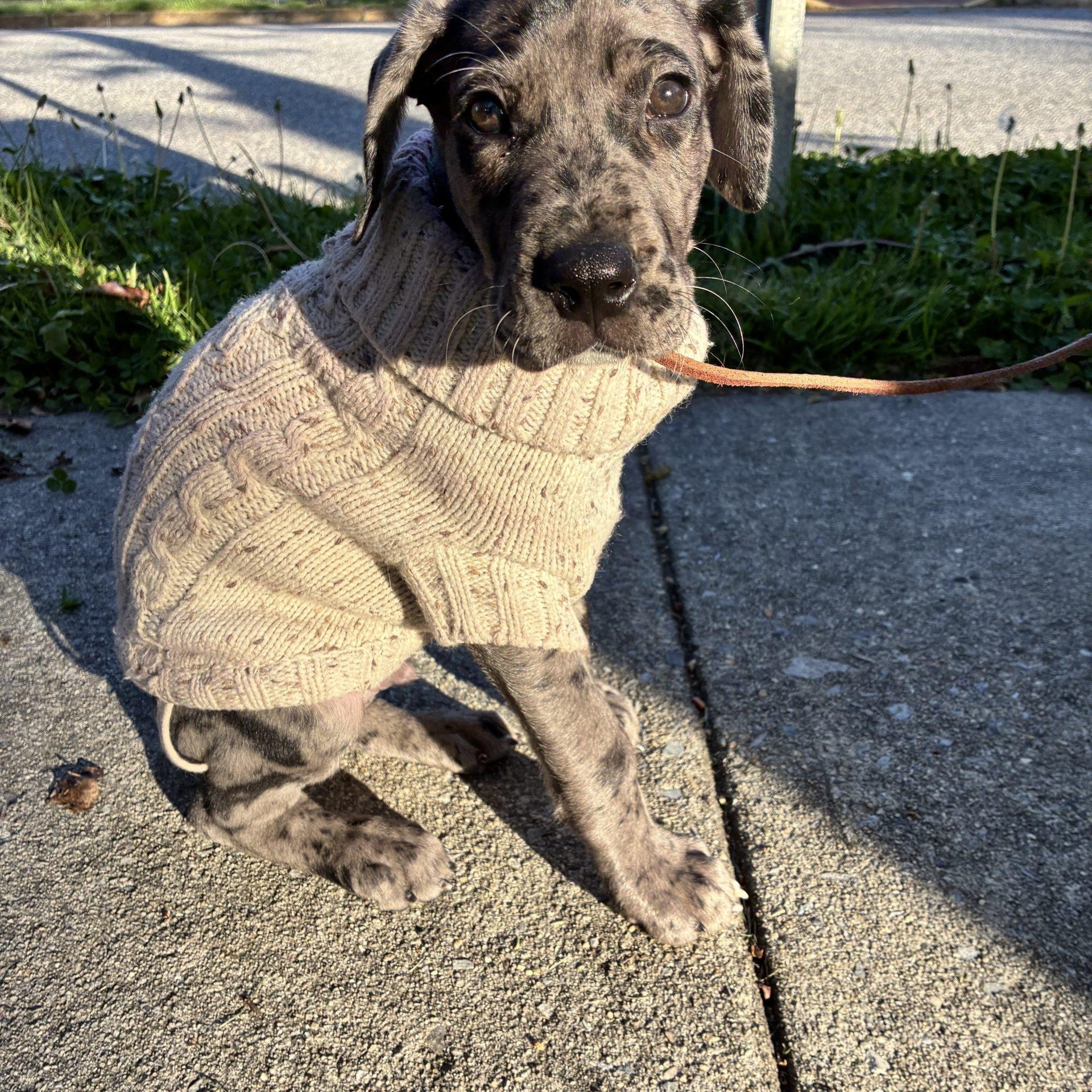 Shrek, an adopted Great Dane in Pine Beach, NJ image 3/3