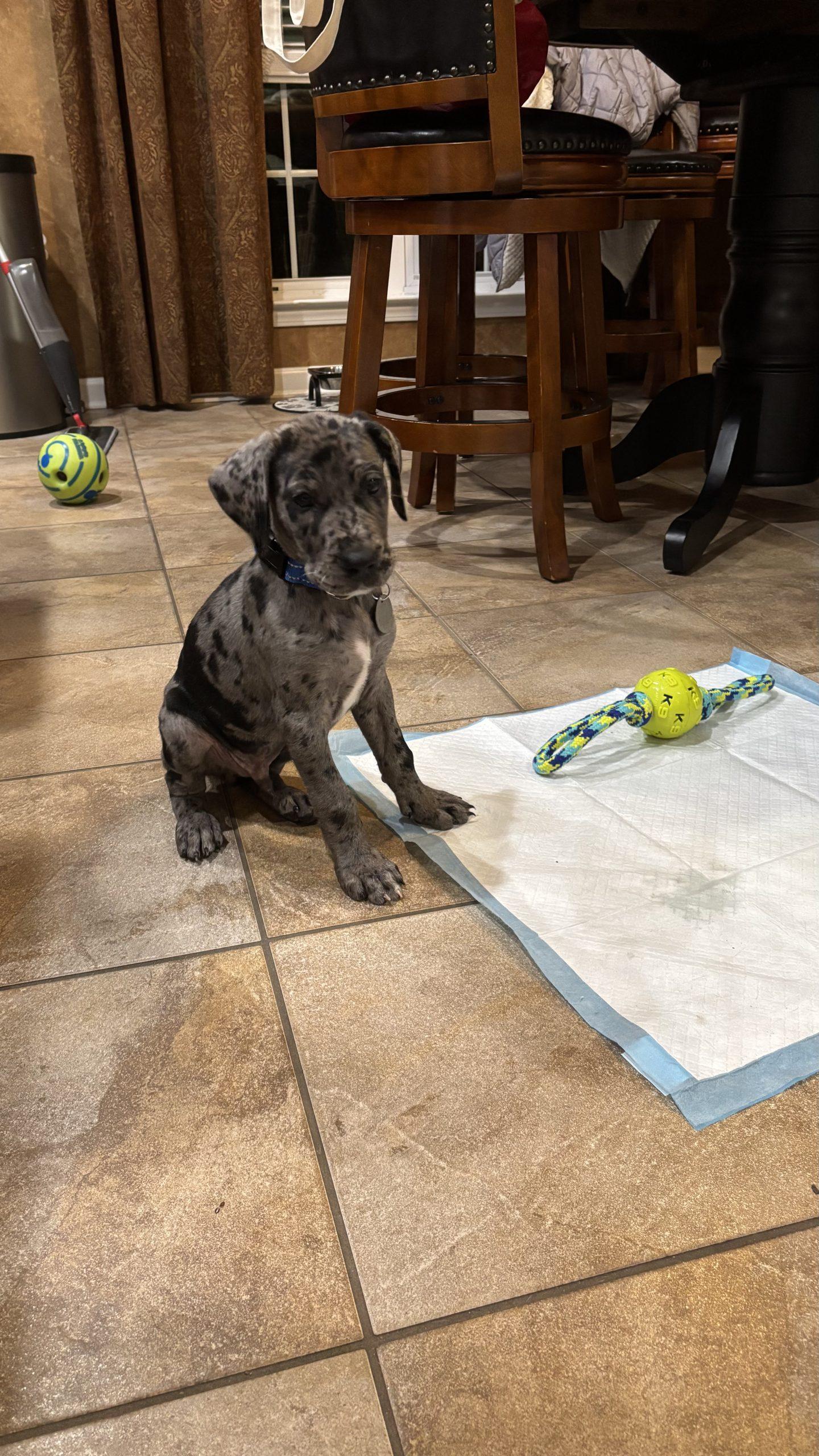 Shrek, an adopted Great Dane in Pine Beach, NJ image 2/3