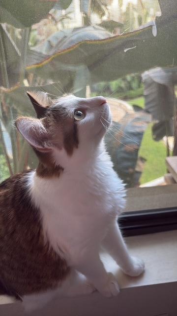 Penelope (7 months), a Adoptable Domestic Medium Hair in Los Angeles, CA image 5/6