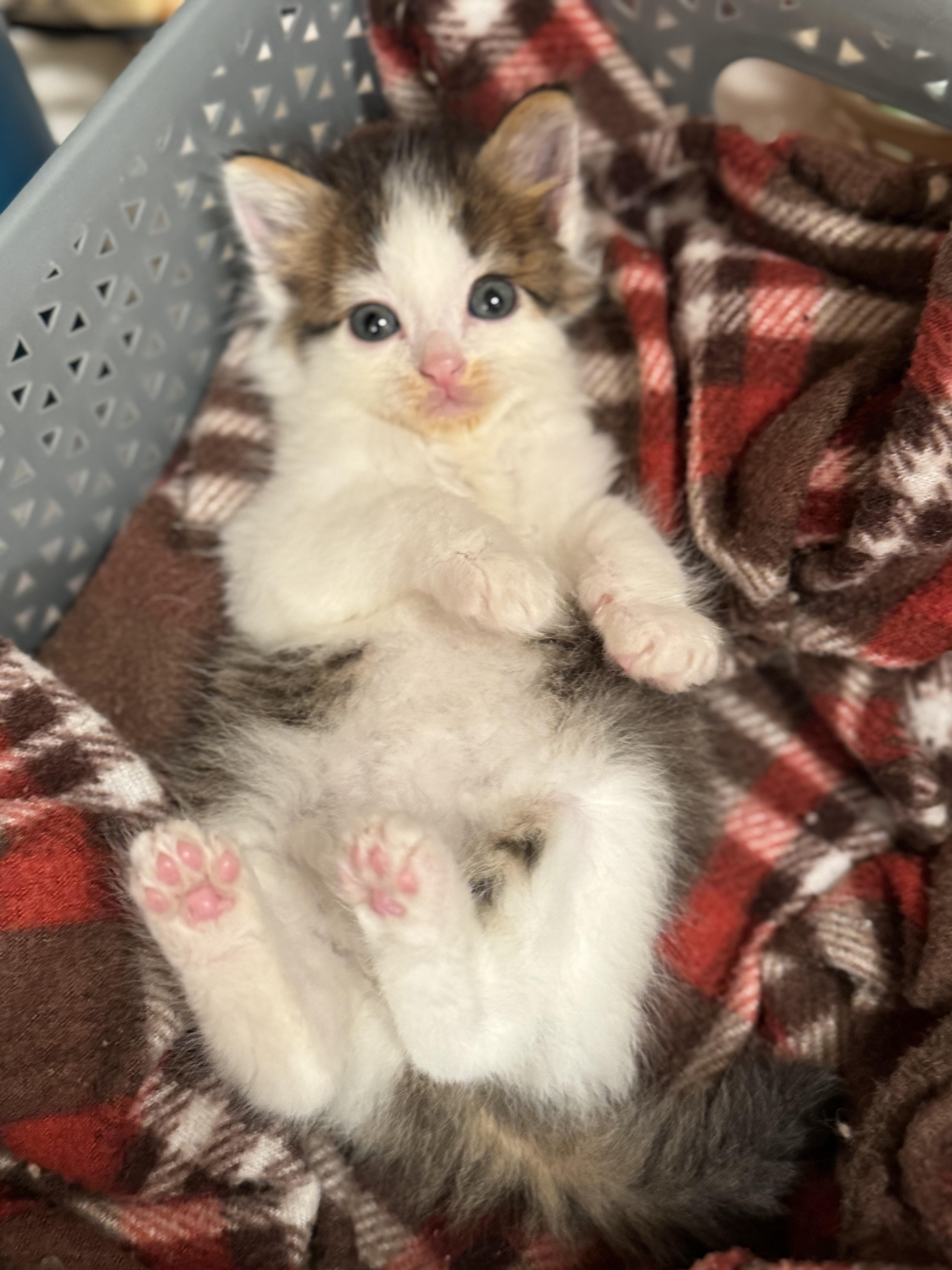 Penelope (7 months), a Adoptable Domestic Medium Hair in Los Angeles, CA image 3/6