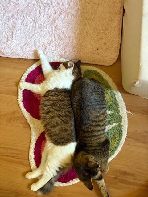 Penelope (7 months), a Adoptable Domestic Medium Hair in Los Angeles, CA image 6/6