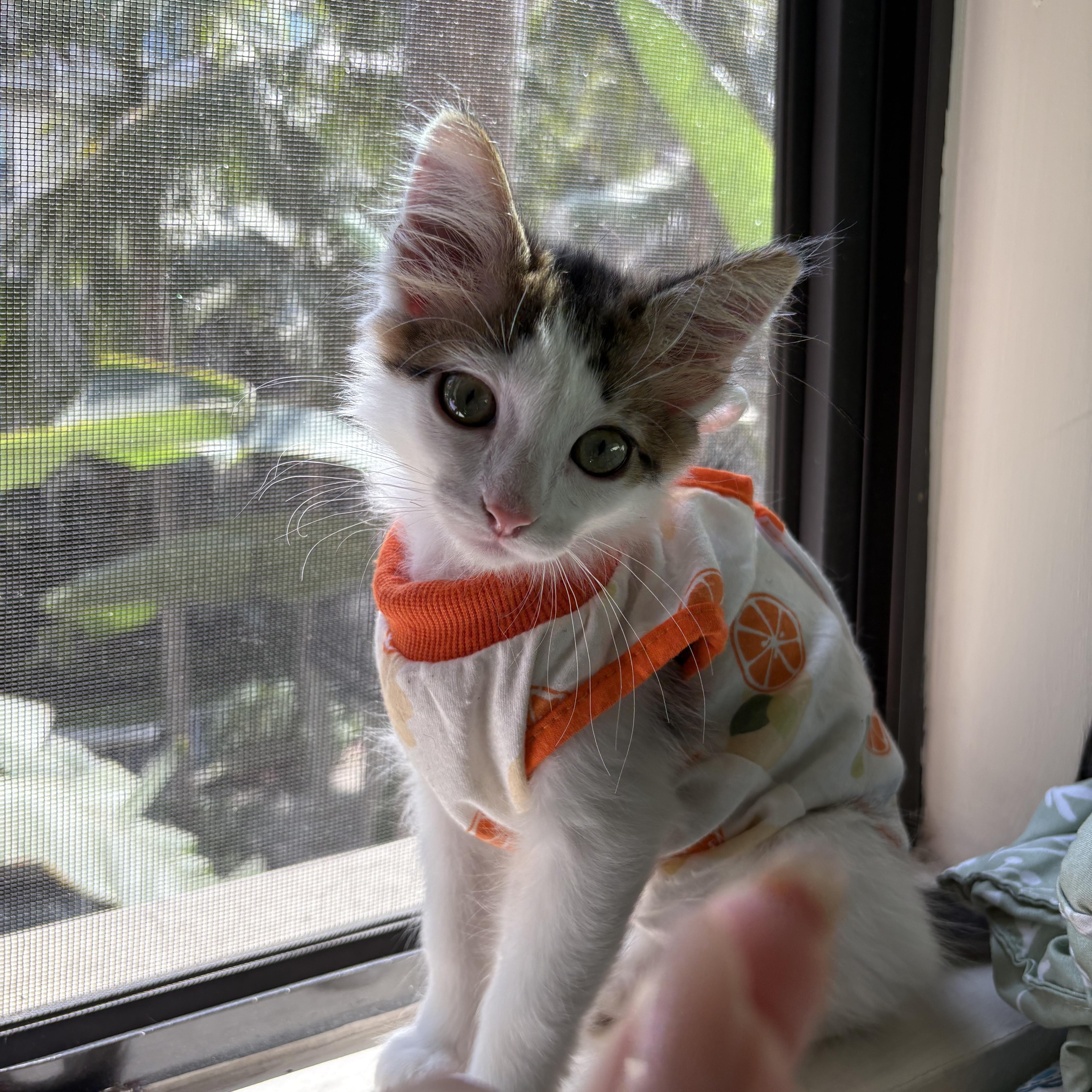Penelope (7 months), a Adoptable Domestic Medium Hair in Los Angeles, CA image 2/6