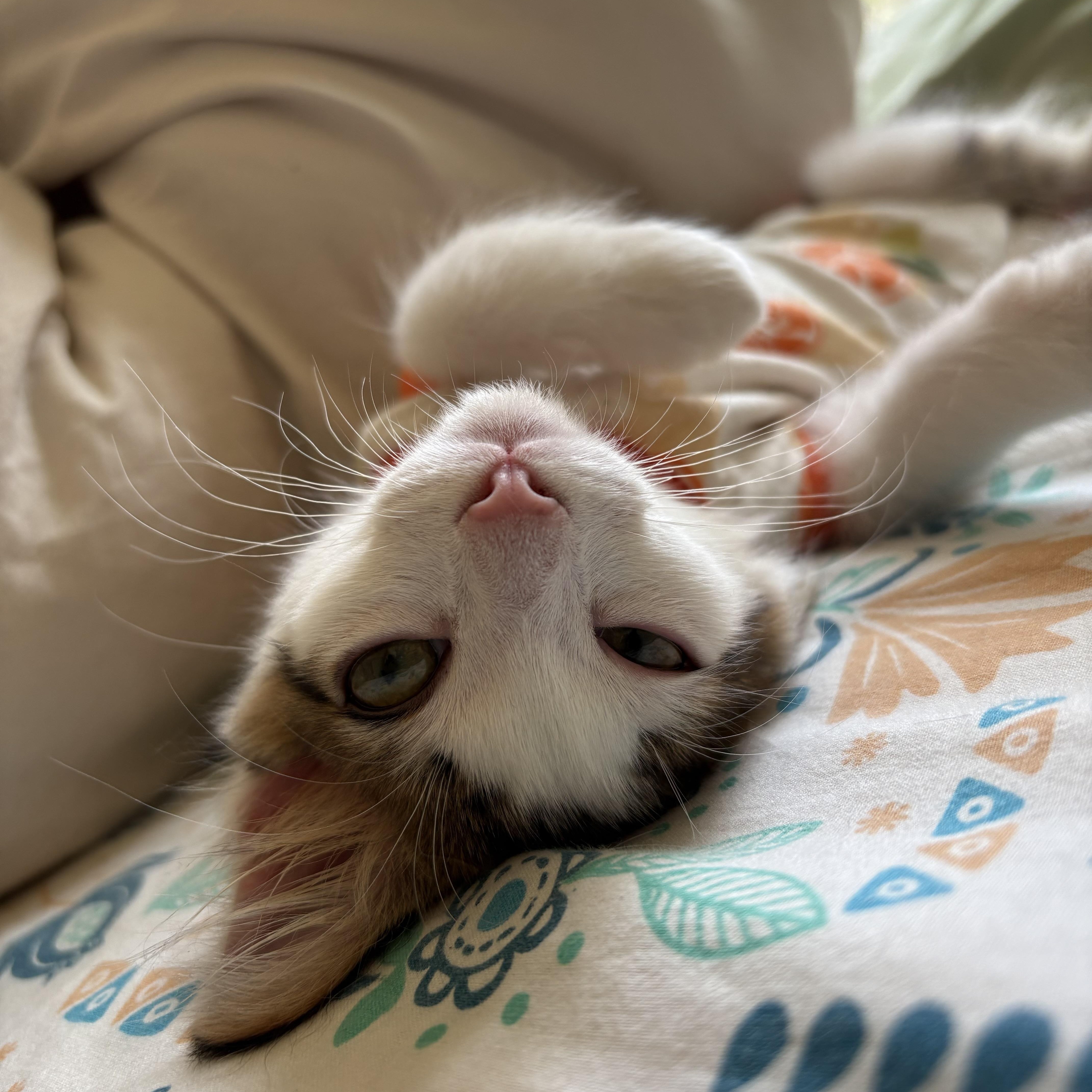 Penelope (7 months), a Adoptable Domestic Medium Hair in Los Angeles, CA image 4/6