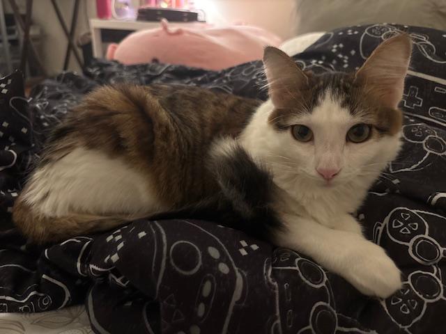 Penelope (7 months), a Adoptable Domestic Medium Hair in Los Angeles, CA image 1/6