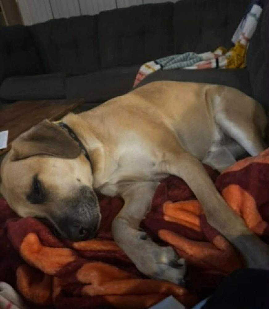 Enlarge Merle, a Adoptable mixed breed in Madison, WI image 1/6