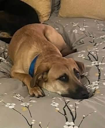 Merle, Adoptable, Adult Male German Shepherd Dog.