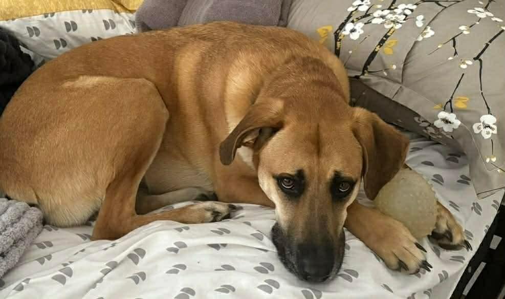 Enlarge Merle, a Adoptable mixed breed in Madison, WI image 5/6