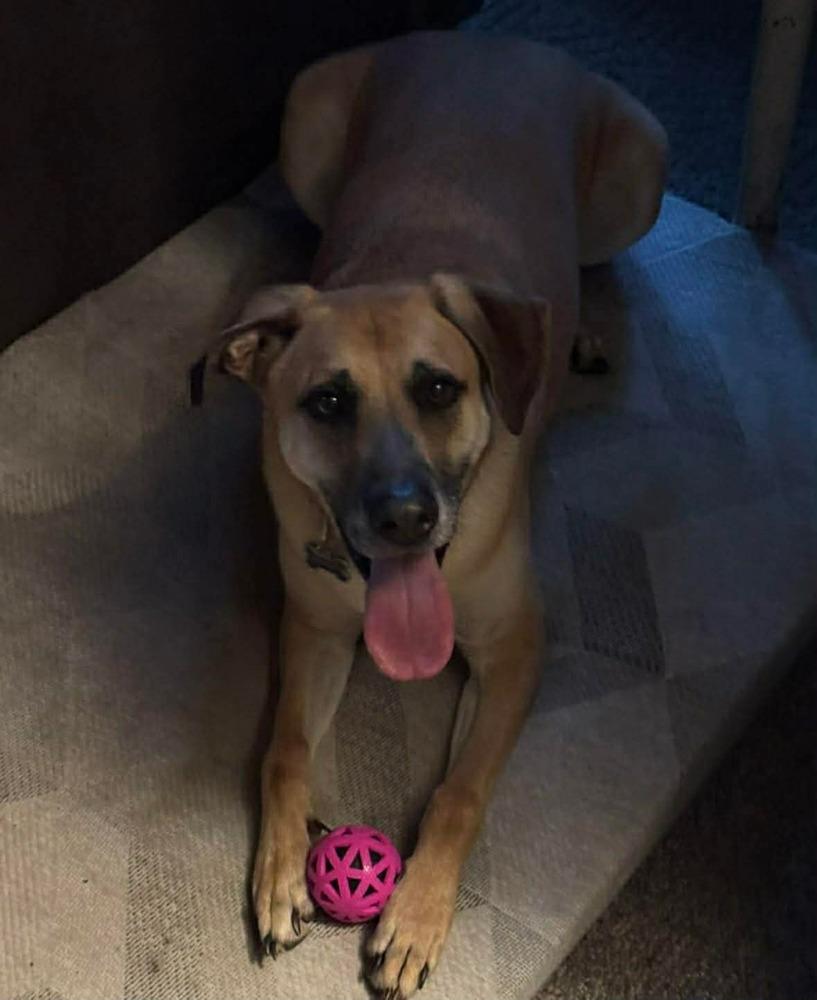 Enlarge Merle, a Adoptable mixed breed in Madison, WI image 6/6