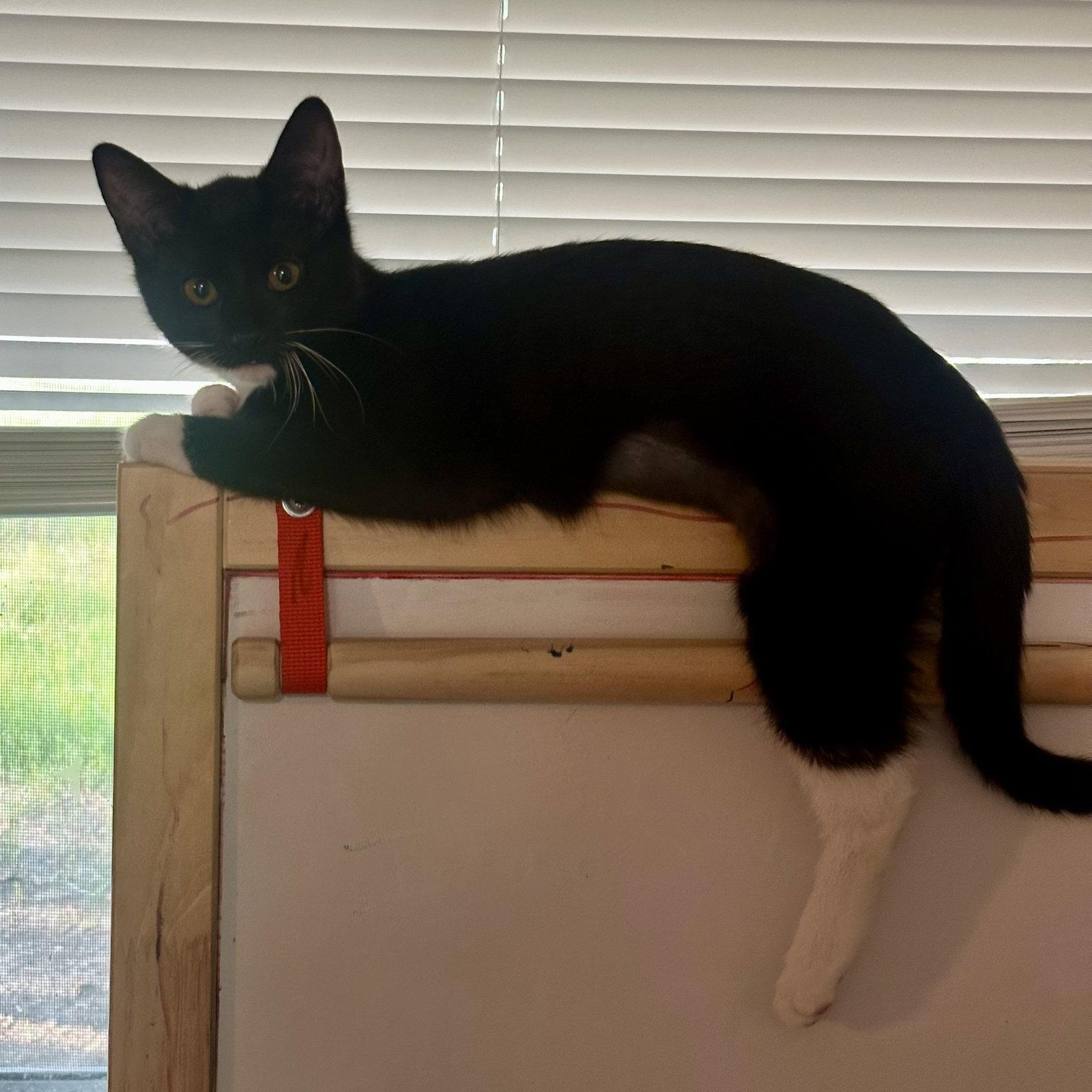 Macaroni, a Adopted mixed breed in Garland, TX image 2/3