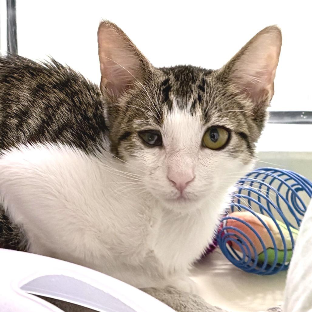 Abel, Adoptable, Kitten Male Domestic Short Hair.