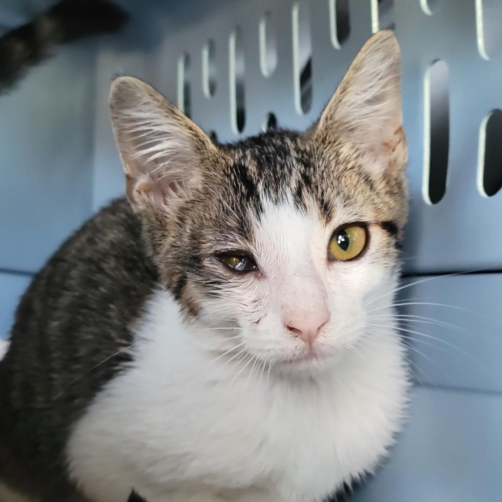 Enlarge Abel, a Adoptable Domestic Short Hair in Sarasota, FL image 2/2
