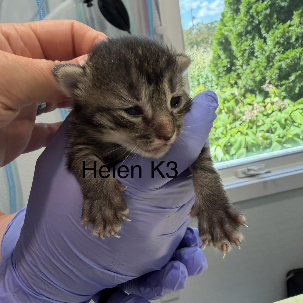 Enlarge Helen Kit 3, a Adoptable mixed breed in Scituate, MA image 1/1