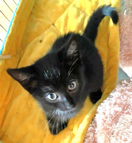 Enlarge Martina, a Adoptable Domestic Short Hair in Shawnee, KS image 2/3