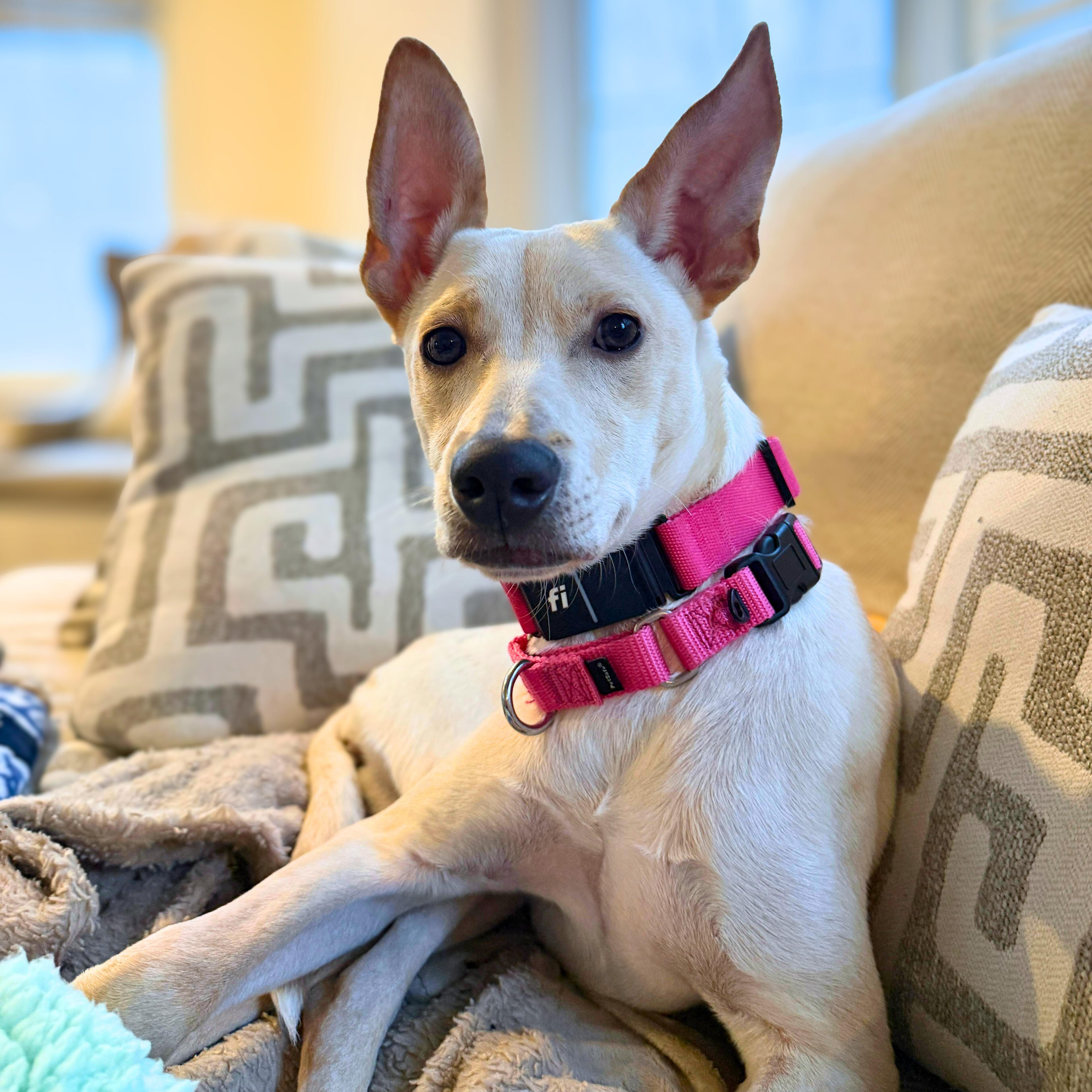Violet, adoptable, Puppy Female Labrador Retriever & Shepherd.