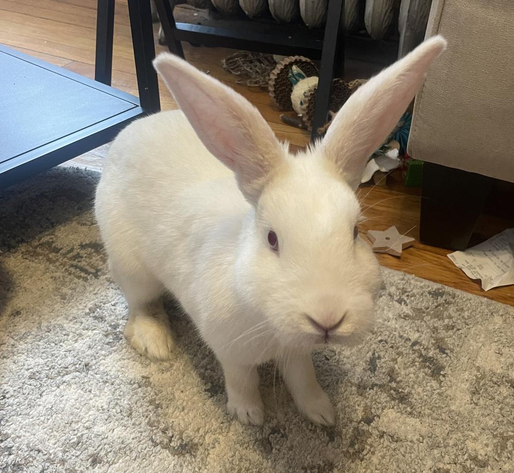 Marigold, Adoptable, Adult Female Florida White.