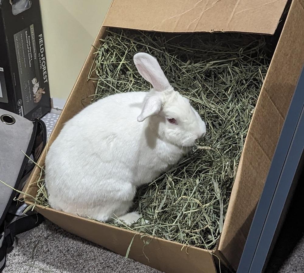 Enlarge Marigold, a Adoptable Florida White in Westford, MA image 2/6