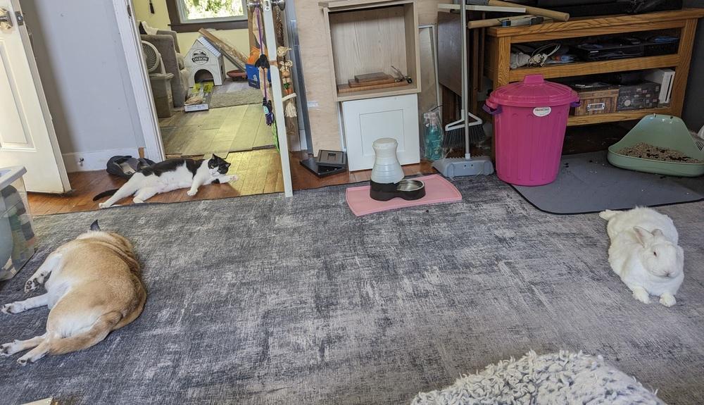 Enlarge Marigold, a Adoptable Florida White in Westford, MA image 3/6