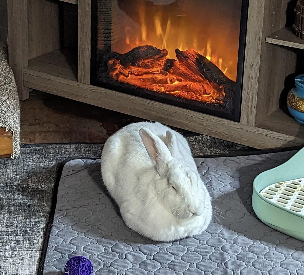 Marigold, Adoptable, Adult Female Florida White.