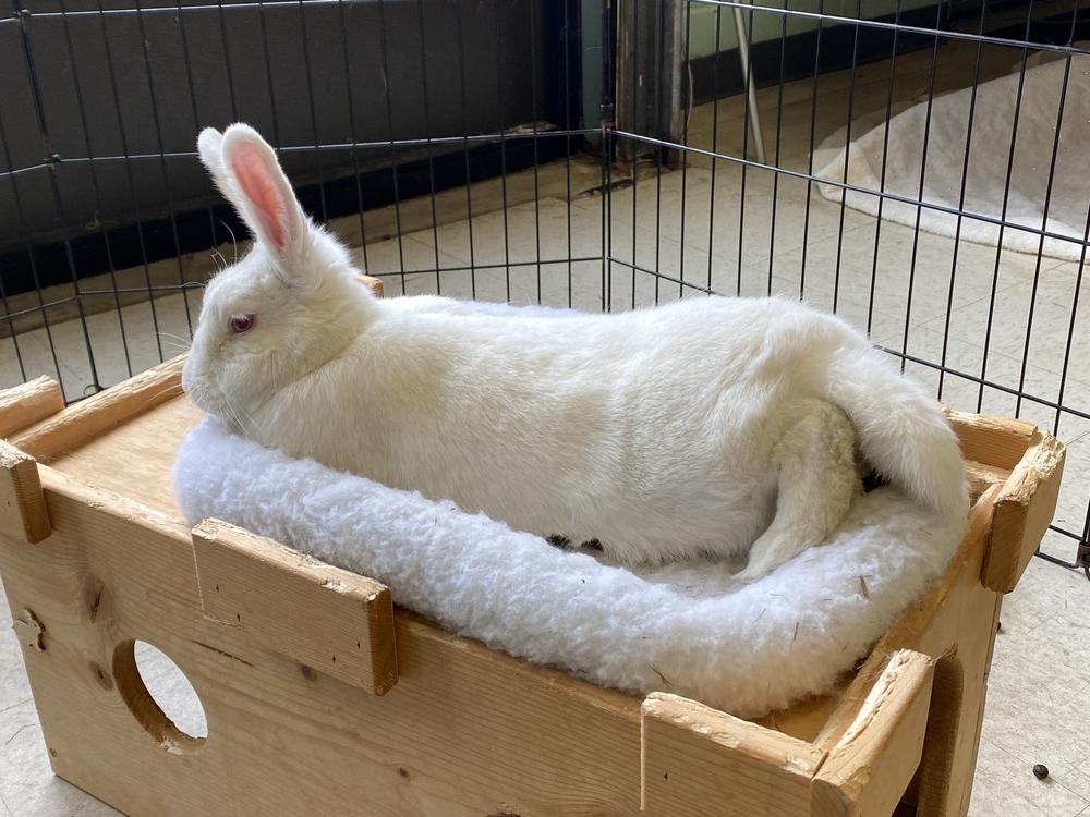 Enlarge Marigold, a Adoptable Florida White in Westford, MA image 6/6