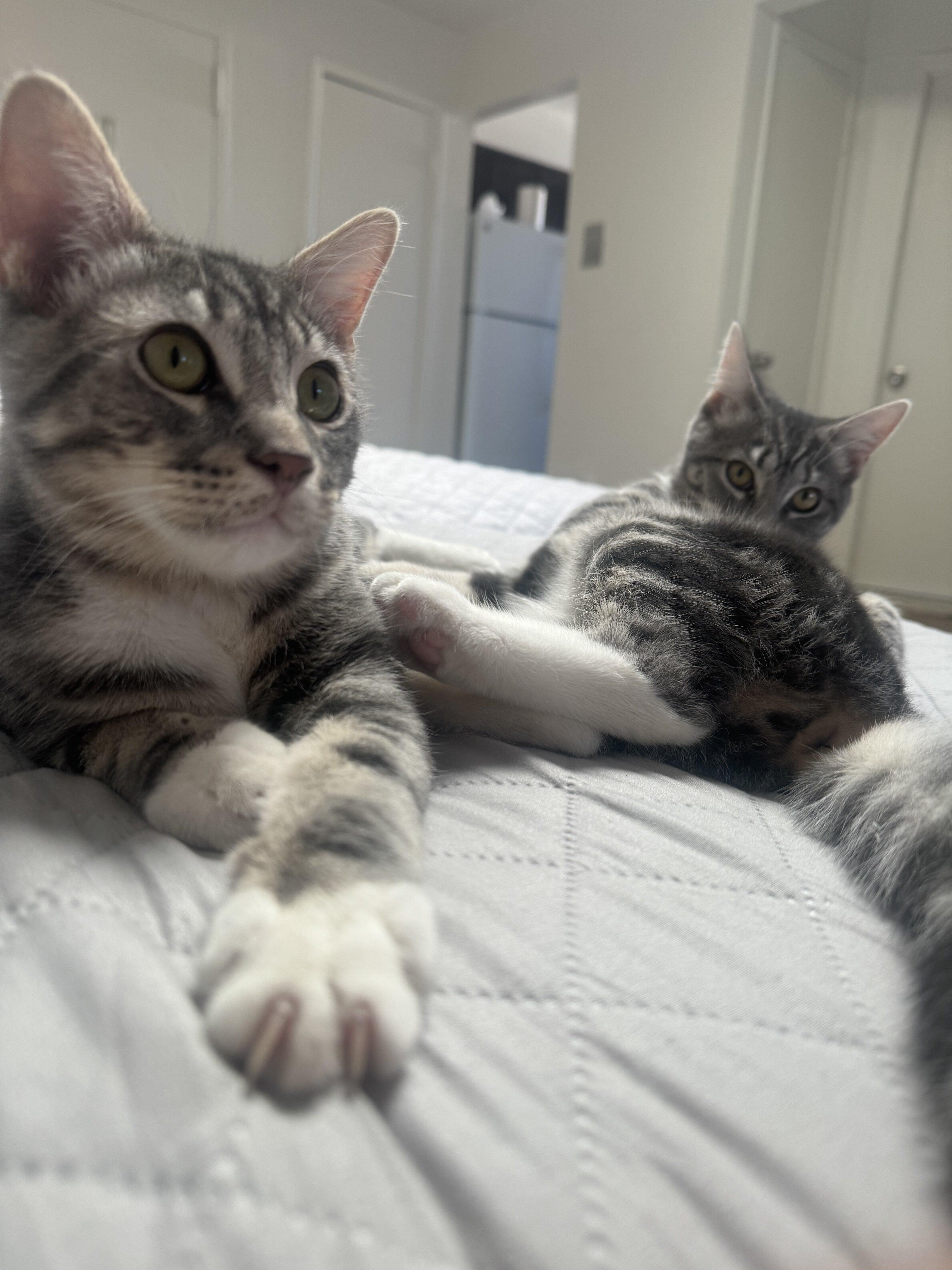 Bam and Lily, Adopted, Young Male Domestic Short Hair.