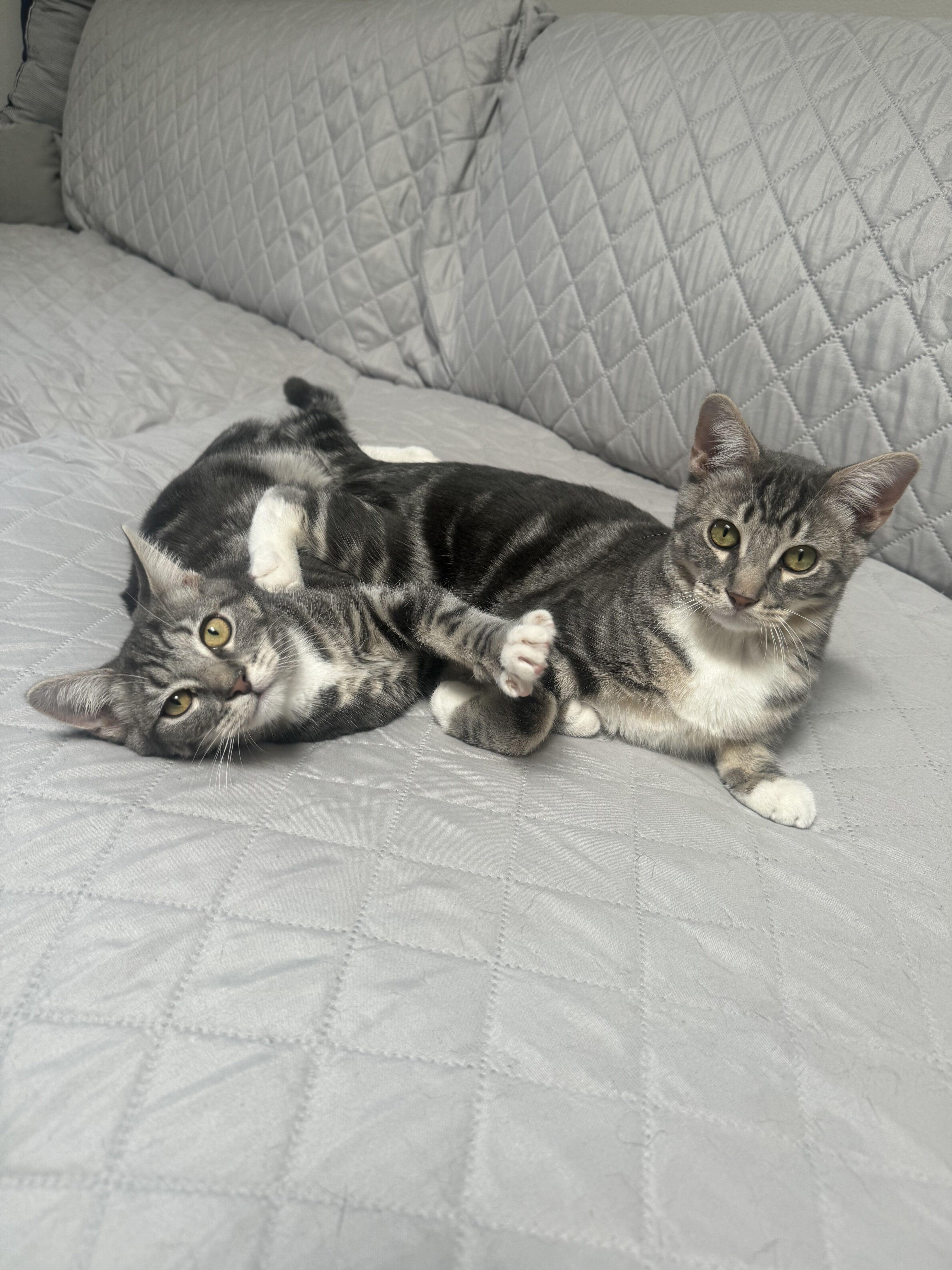 Enlarge Bam and Lily, a Adopted mixed breed in Kew Gardens, NY image 2/4