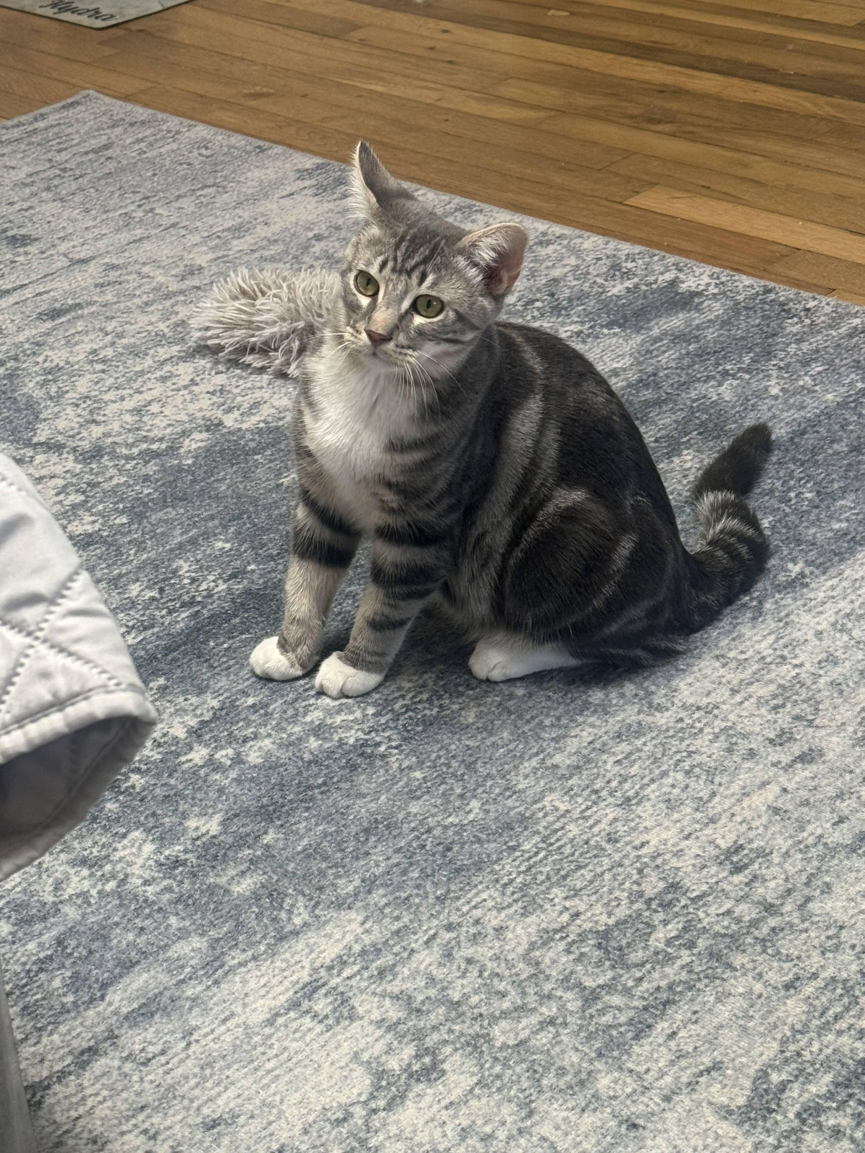 Enlarge Bam and Lily, a Adopted mixed breed in Kew Gardens, NY image 3/4