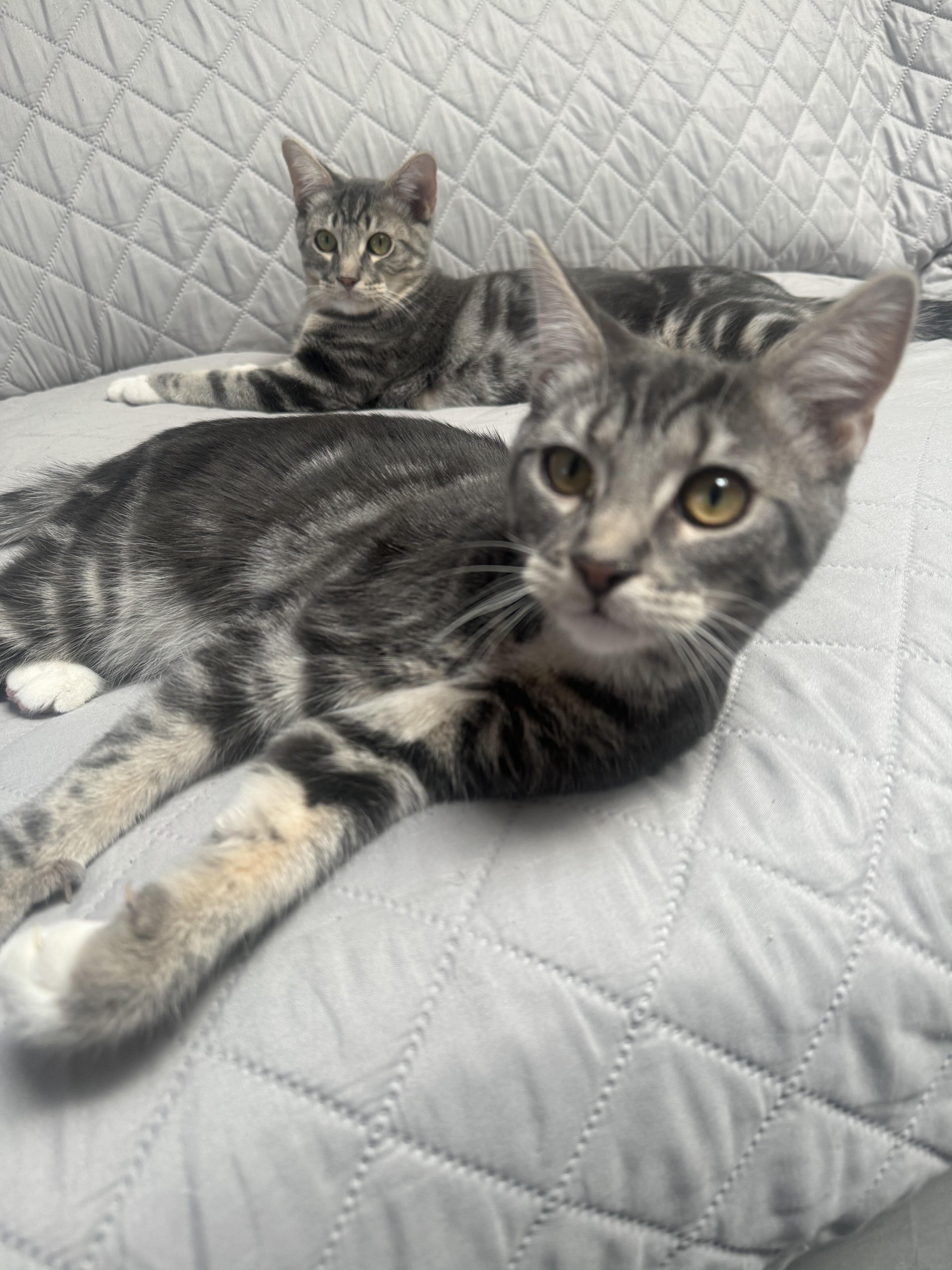 Enlarge Bam and Lily, a Adopted mixed breed in Kew Gardens, NY image 4/4