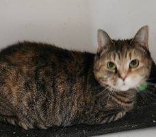 Angelina, a Adoptable Domestic Short Hair in Mansfield Center, CT image 3/4
