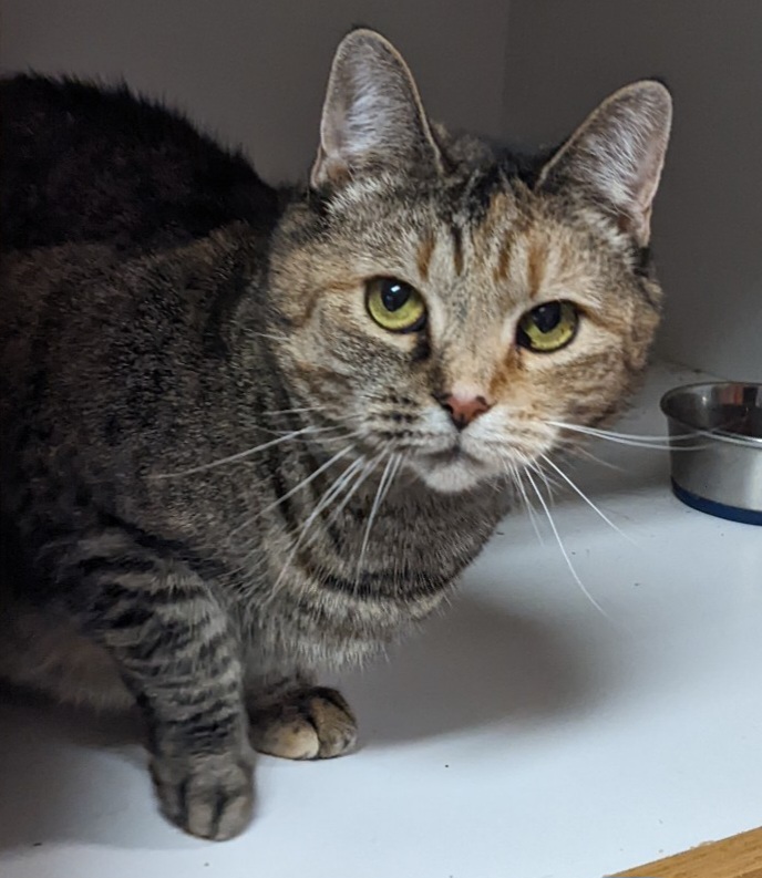 Angelina, a Adoptable Domestic Short Hair in Mansfield Center, CT image 1/4