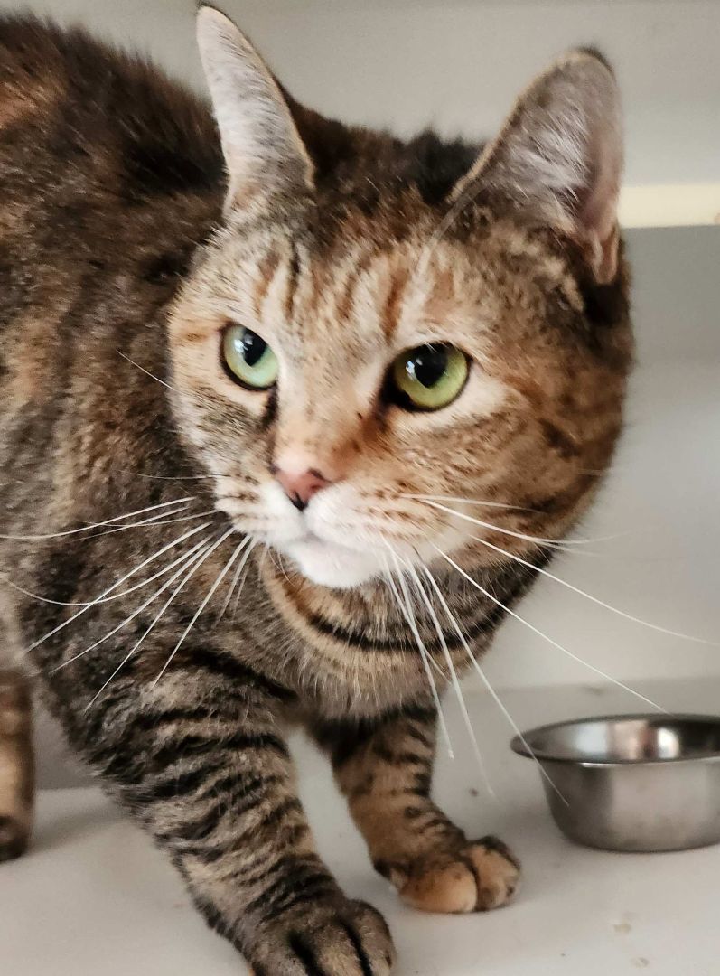 Angelina, a Adoptable Domestic Short Hair in Mansfield Center, CT image 4/4