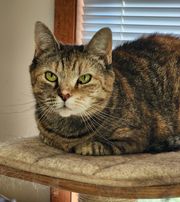 Angelina, a Adoptable Domestic Short Hair in Mansfield Center, CT image 2/4