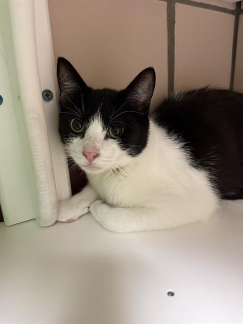 COZMO, Adoptable, Young Male Domestic Short Hair.