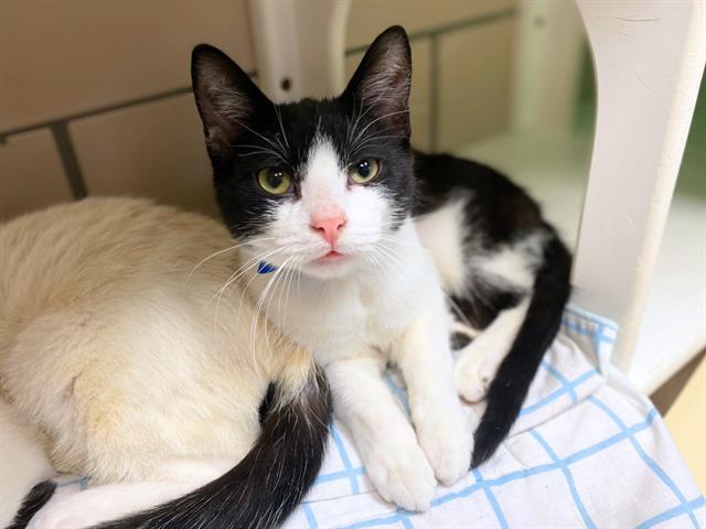 COZMO, Adoptable, Young Male Domestic Short Hair.