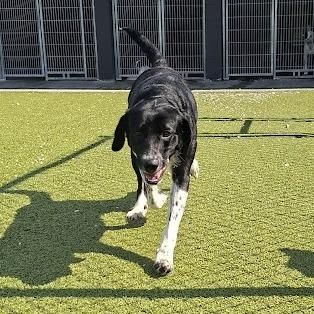 Rumi, Adoptable, Adult Female Labrador Retriever.