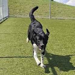 Rumi, a Adoptable Labrador Retriever in Hannibal, MO image 4/6