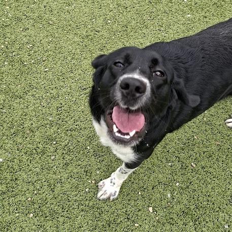 Rumi, a Adoptable Labrador Retriever in Hannibal, MO image 5/6