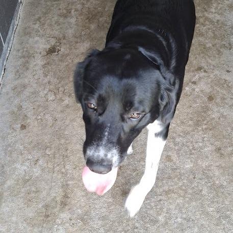 Rumi, a Adoptable Labrador Retriever in Hannibal, MO image 6/6