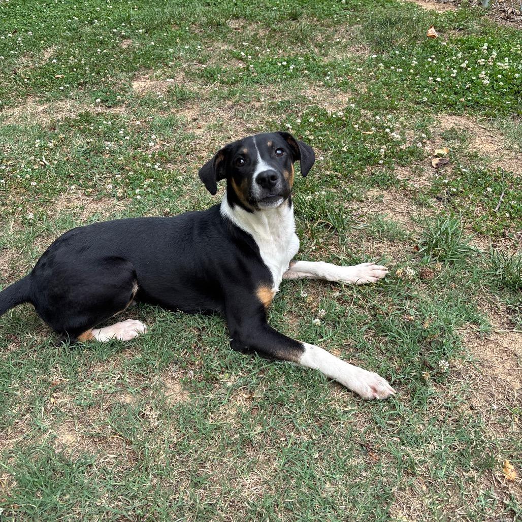 Hero, a Adoptable Black Labrador Retriever in Roxboro, NC image 1/6