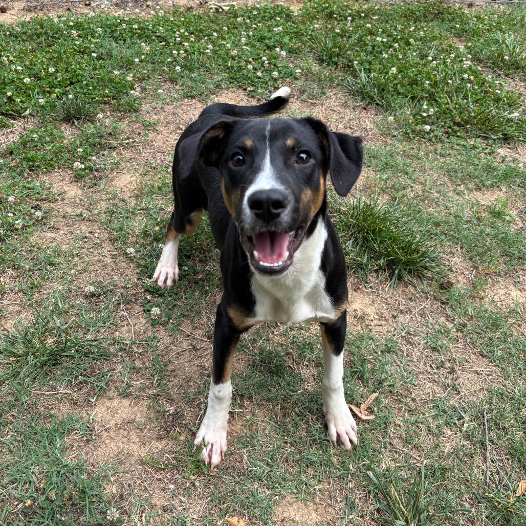 Hero, a Adoptable Black Labrador Retriever in Roxboro, NC image 2/6