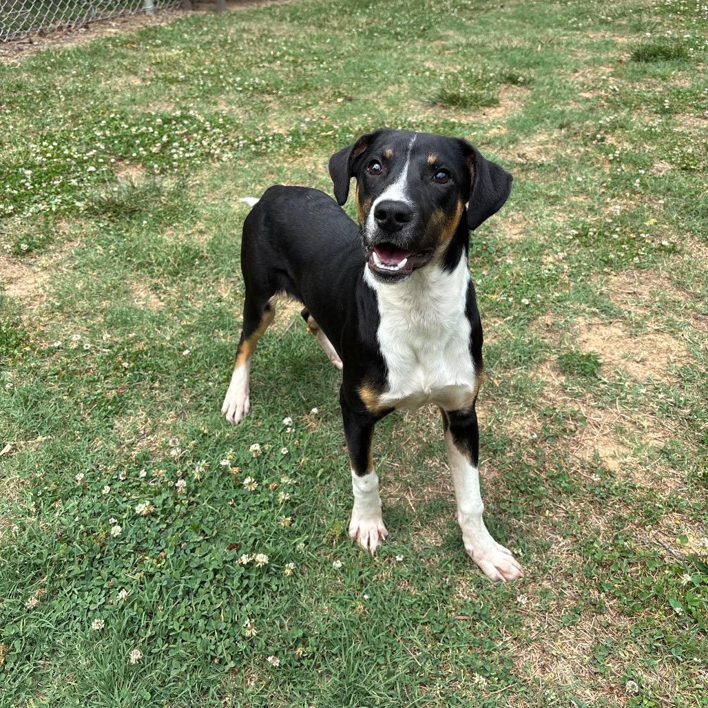 Hero, a Adoptable Black Labrador Retriever in Roxboro, NC image 3/6