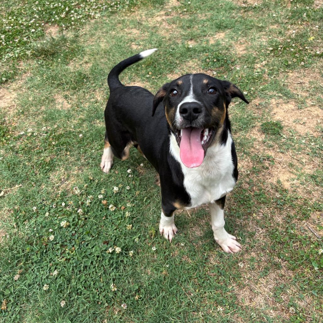 Hero, a Adoptable Black Labrador Retriever in Roxboro, NC image 4/6