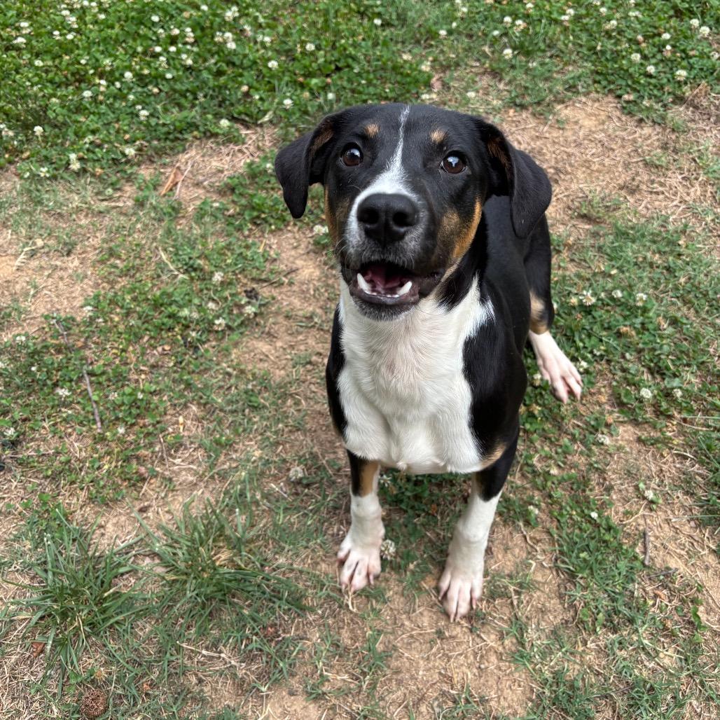 Hero, a Adoptable Black Labrador Retriever in Roxboro, NC image 5/6