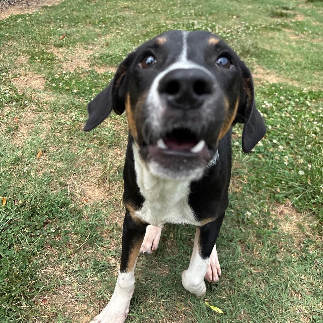 Hero, a Adoptable Black Labrador Retriever in Roxboro, NC image 6/6