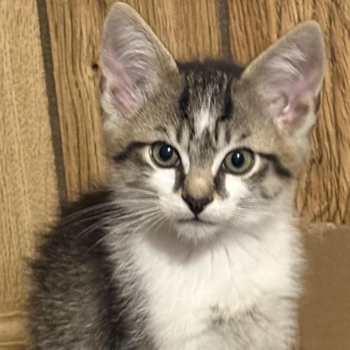 Stormy, adopted, Kitten Male Domestic Short Hair.